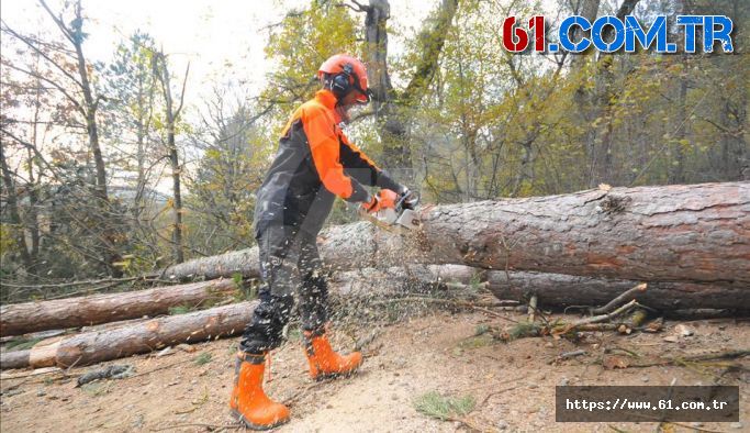 Orman Genel Müdürlüğü 5 Bin Geçici İşçi Alacak