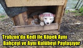 Trabzon'da Kedi ile Köpek Aynı Bahçeyi ve Aynı Kulübeyi Paylaşıyor