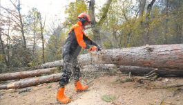 Orman Genel Müdürlüğü 5 Bin Geçici İşçi Alacak